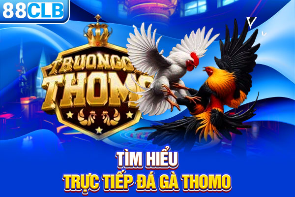Tìm hiểu trực tiếp đá gà Thomo
